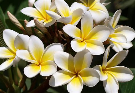 Laos National Symbols: National Animal, National Flower.